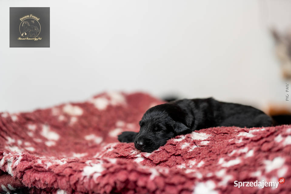Flat Coated Retriever domowa hodowla FCI Kiełpin