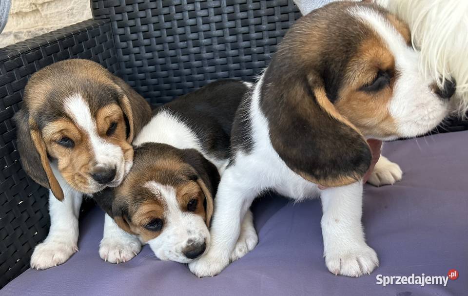 Szczenięta Beagle małopolskie sprzedam