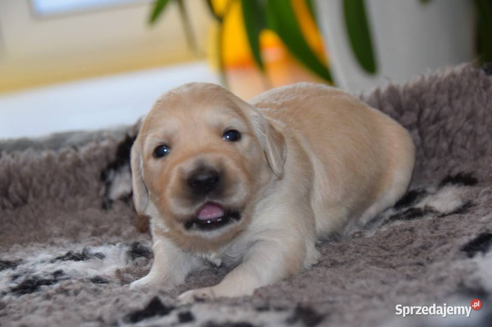Szczenięta golden retriever ZKWP FCI Łochów