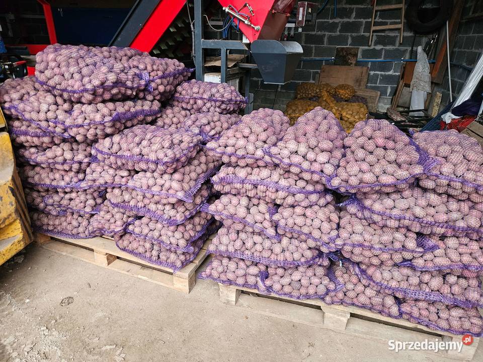 Ziemniaki sadzeniaki Baltic Rose Kolosy