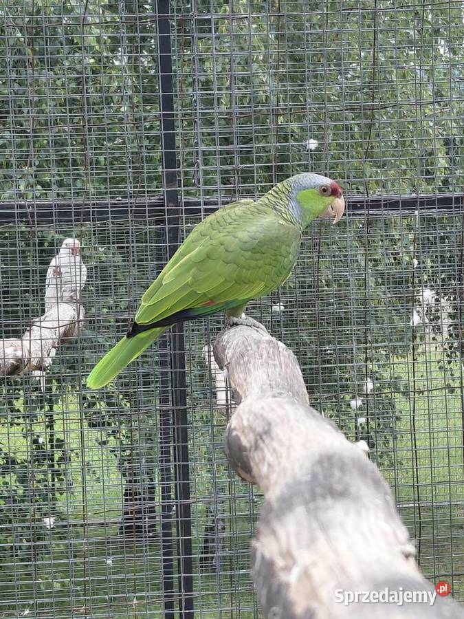 Amazonka liliogłowa finschi Limanowa