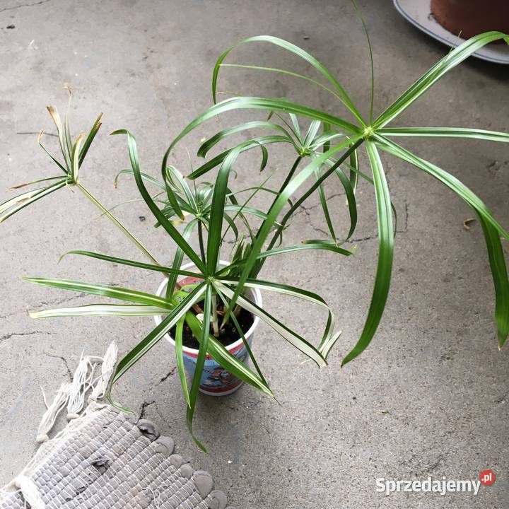 Cibora papirus wariegata sadzonki Warszawa