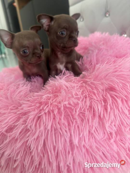 Chihauhua lubelskie Lublin