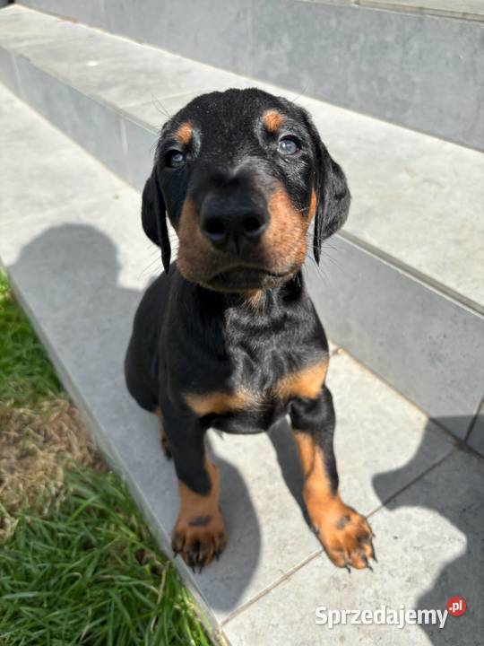 Doberman szczeniak z rodowodem Biłgoraj
