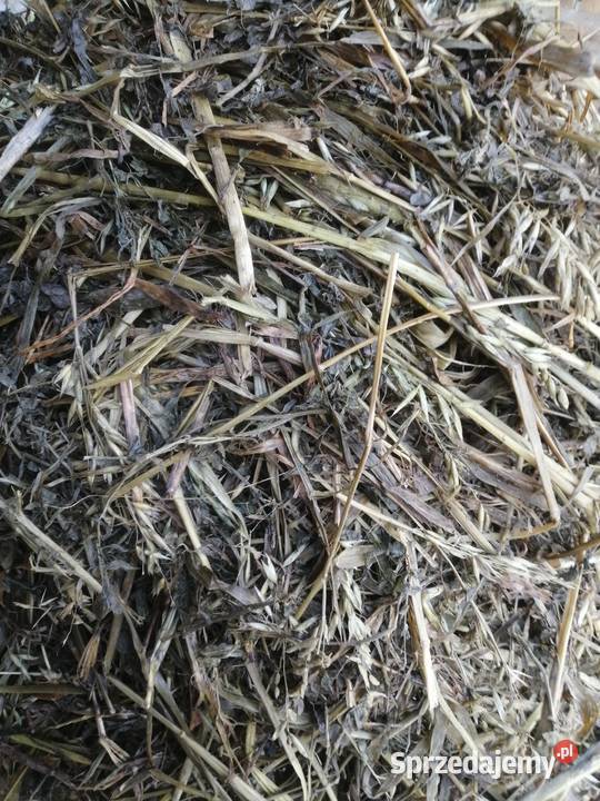 Kiszonka w balotach Pińczów