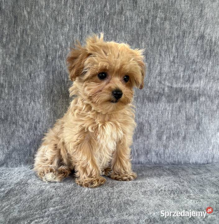 Wyjątkowe szczeniaki sunie Maltipoo F1 ojciec Garwolin sprzedam