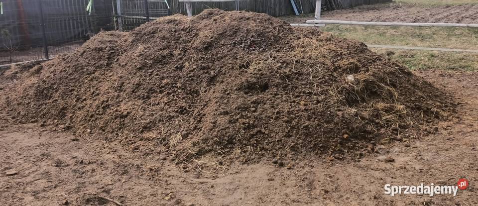 Obornik koński Burakowskie