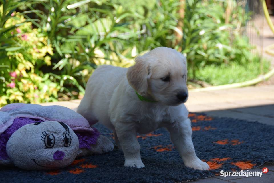 Szczenięta golden retriever ZKWP FCI Łochów