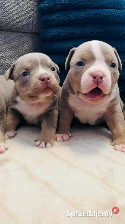 American bully ABKC Piotrków Kujawski