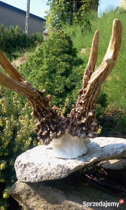 Kopie parostków FOLDEAK CIC 2078 Pozostałe śląskie Orzesze