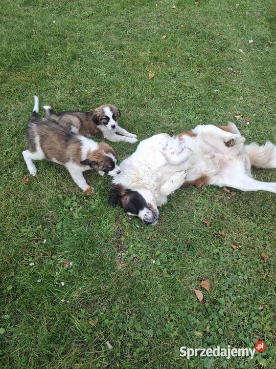 Sprzedam szczeniaki rasy Bernardyn zachodniopomorskie Dolsko