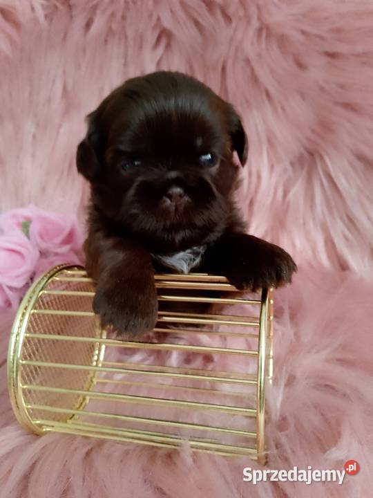 Czekoladowa suczka rasy ShihTzu Namysłów