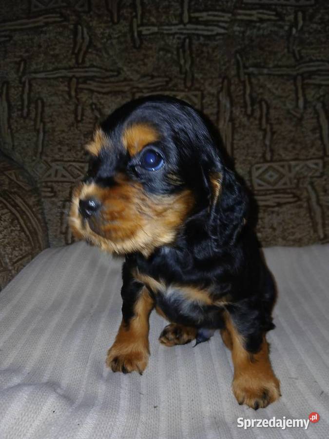 Cocker Spaniel Angielski piesek Sieradz sprzedam