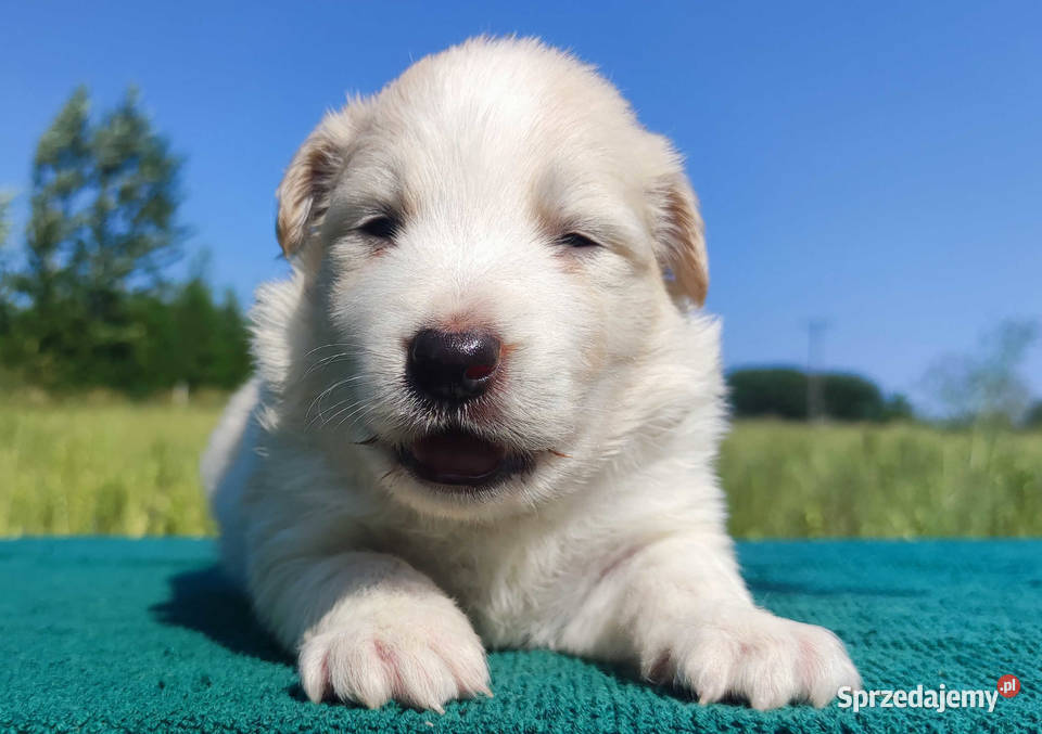 Border Collie Pies maści EERED dokumenty hod