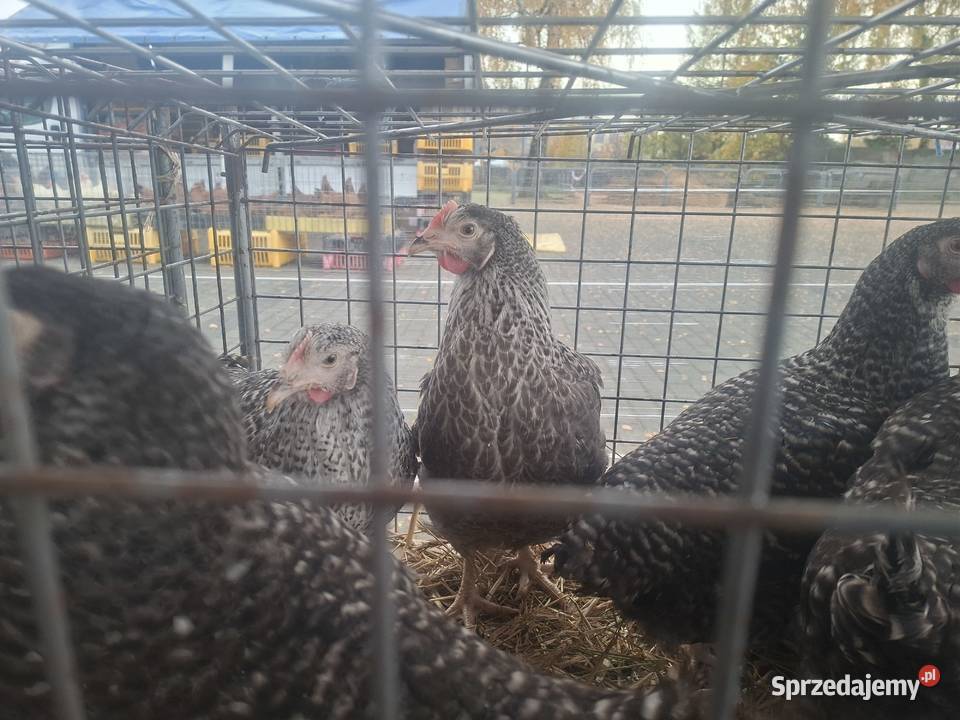Kury Nioski Lohmann leghorn Rosa Dominant Częstochowa