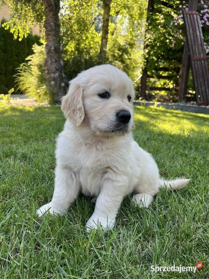 Suczka Golden Retriever FCI ZKwP lubelskie Lublin