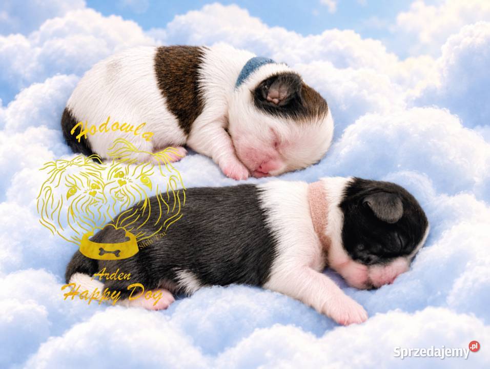 Szczenięta shih tzu z genem blue