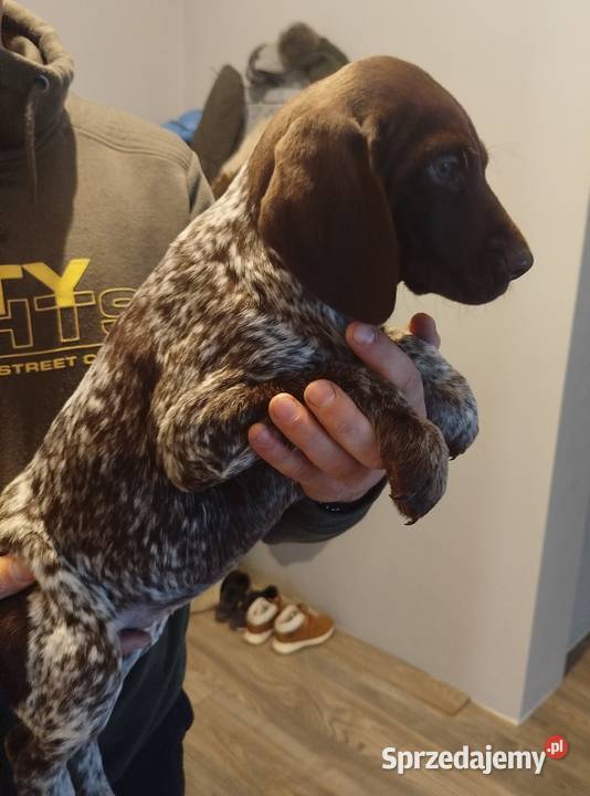 Wyżeł niemiecki krótkowłosy Pozostałe Wolbrom