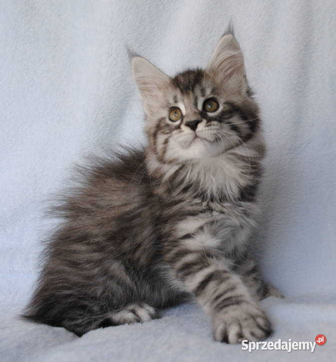Piękny i duży kocurek maine coon Brzezia Łąka