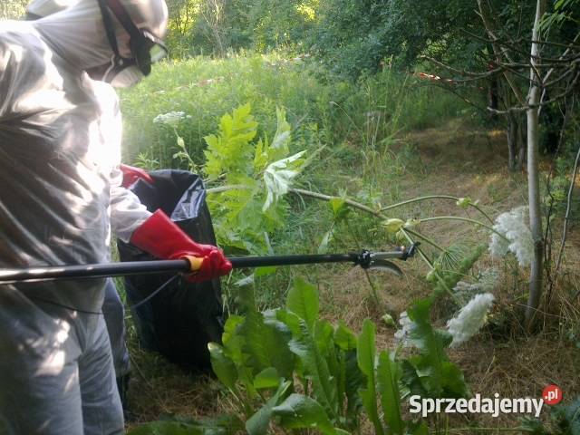 Usuwanie roślin inwazjnych likwidacja rdestowiec