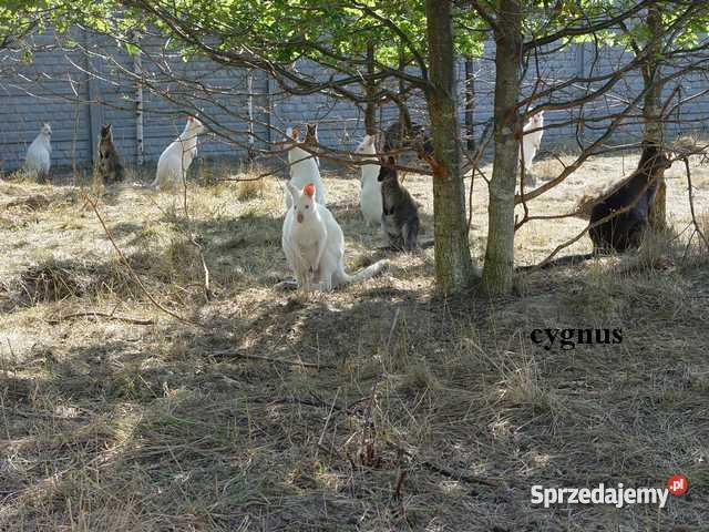 Kangury Walabia Benetta Poczesna