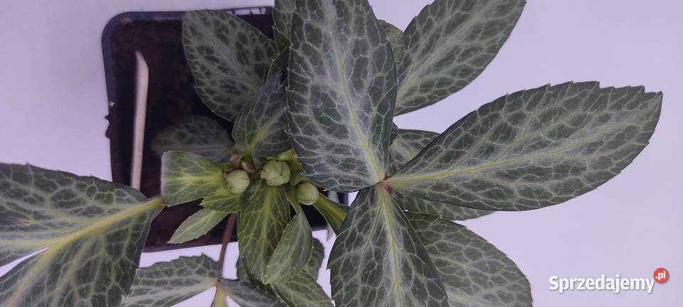 Ciemiernik Lividus Purple Ear Opole