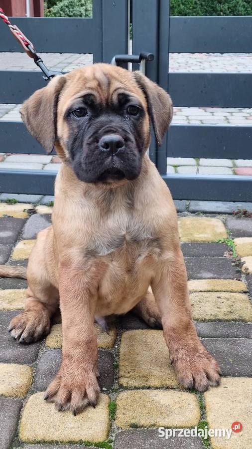 Cane corso szczeniaki Cane Corso Juliopol sprzedam