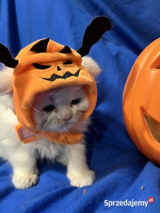 Michel i Edmund kocurki perskie Piorunówek