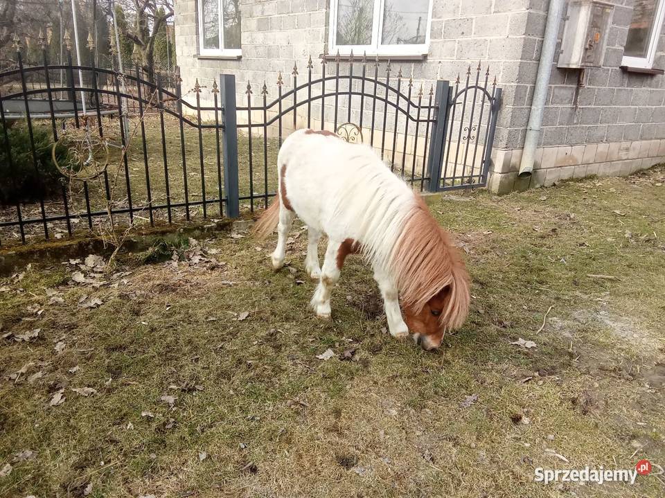Ogierek kucyk Pińczów