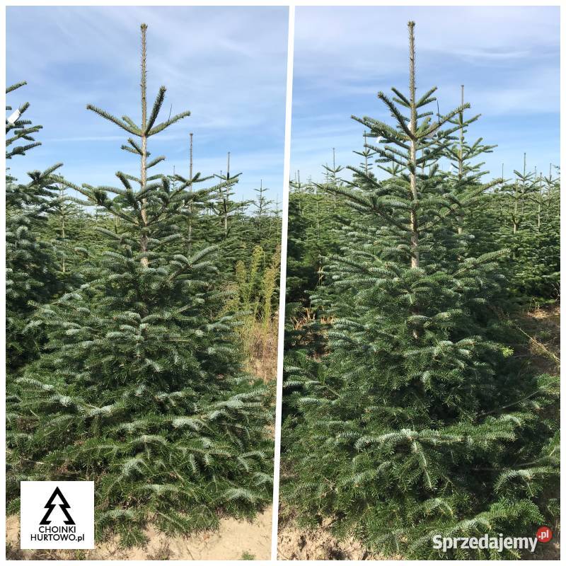 Jodła kaukaska choinki cięte 80300 stała wielkopolskie Osieczna