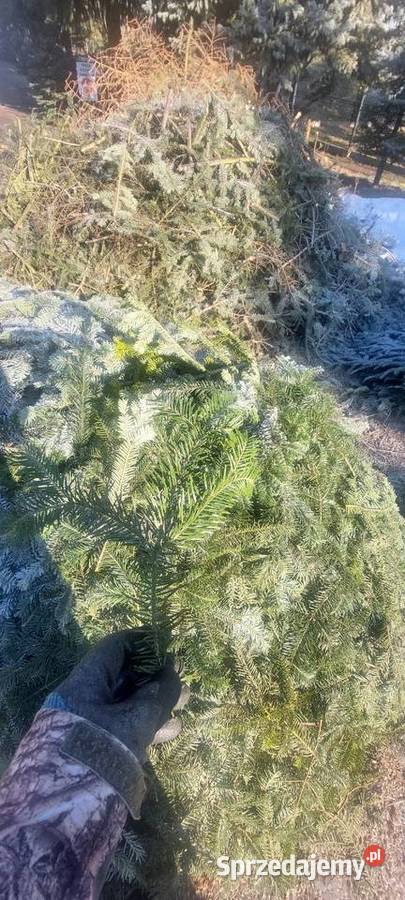 Drobne gałązki Stroisz Jodła pospolita mazowieckie Osuchów