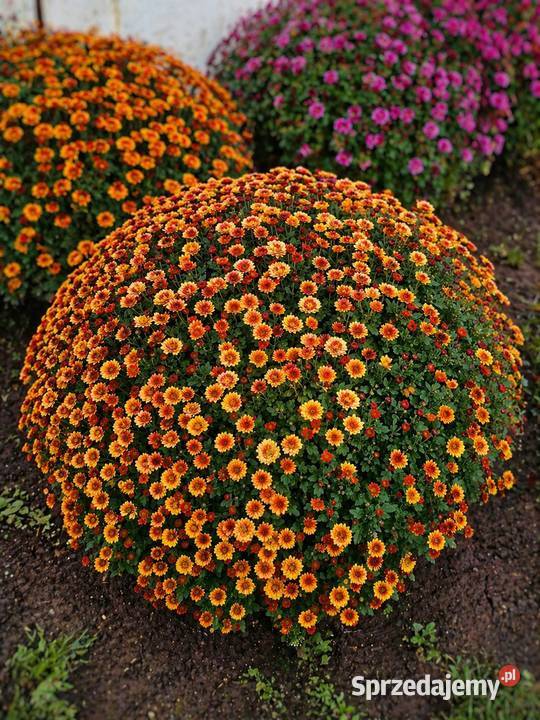 Chryzantema doniczkowa PRODUCENT hurt CZSK Pozostałe