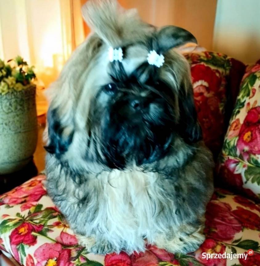 Shih tzu FCI szczeniak Piesek przepiękny