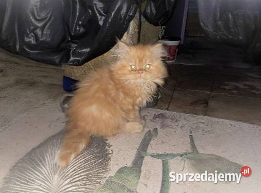 Kot perski z rodowodem Gliwice