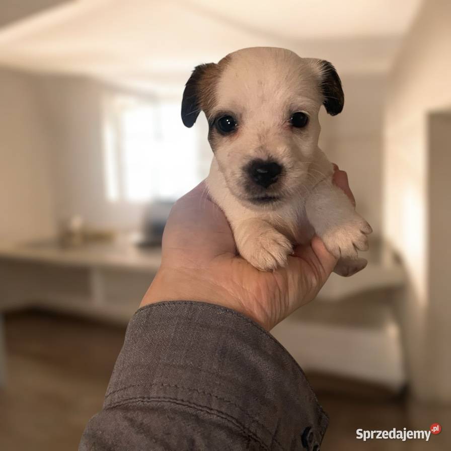 Szczeniaki Jack Russell Terrier Legnica
