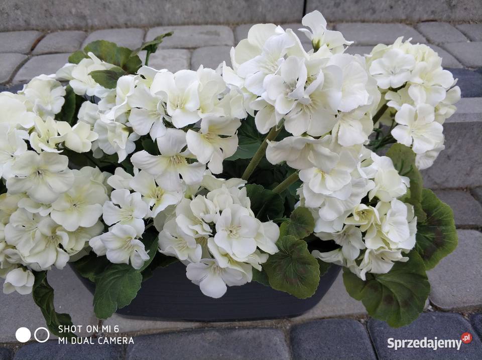 PELARGONIE ŻYWE Dekoracje i ozdoby podkarpackie