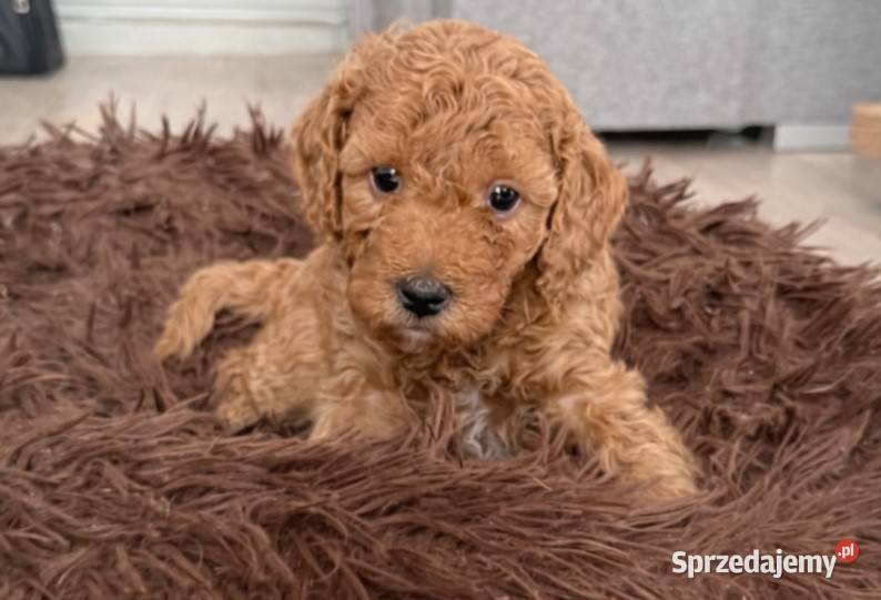 Maltipoo F1B Poznań