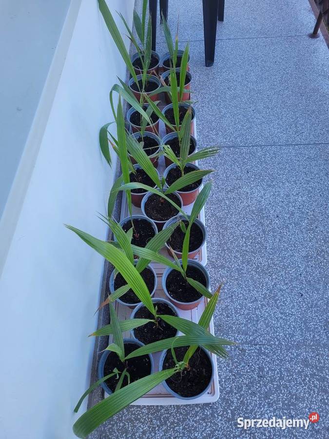 Palma Waszyngtonia Robusta Liściaste Radzymin