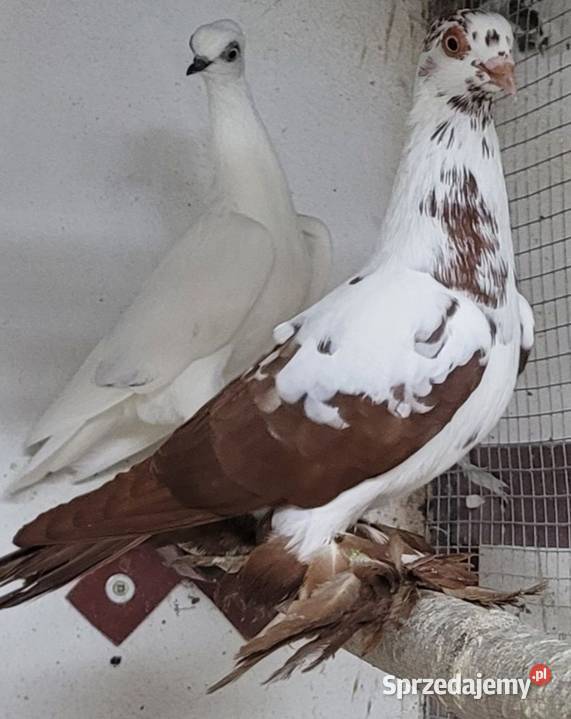 Widym polski gołąb Skierniewice