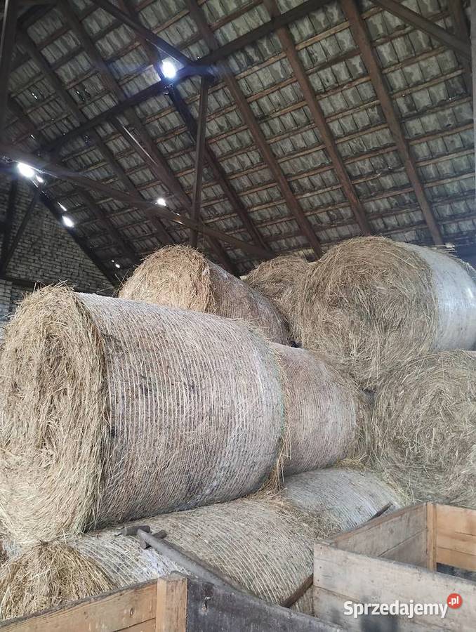 Sprzedam siano z tegorocznych pokosów Konie