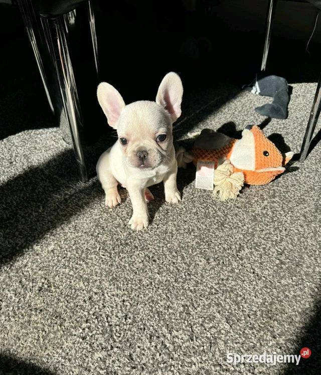 Buldog francuski gotowy na narodziny Szczecinek sprzedam