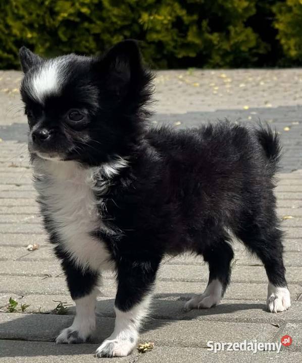 Chihuahua Bielsko-Biała