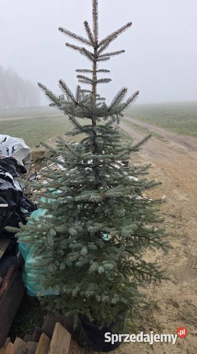 Choinka świąteczna świerk srebrny w doniczce Lgota Wielka