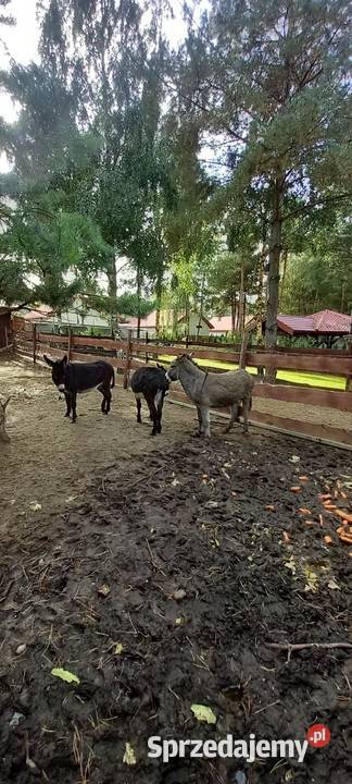 sprzedam osły 3 sztuki Pozostałe Szydłówiec
