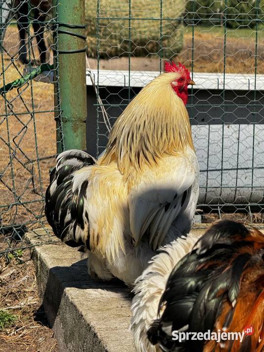 Kochin Miniaturowy przepiękne kogutki 2025 pary