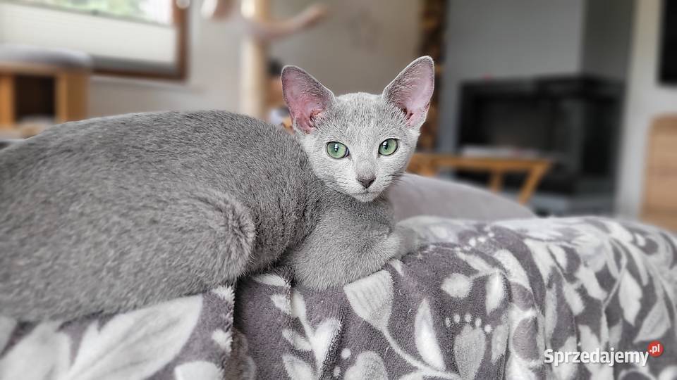 Kocięta rosyjskie niebieskie Legionowo