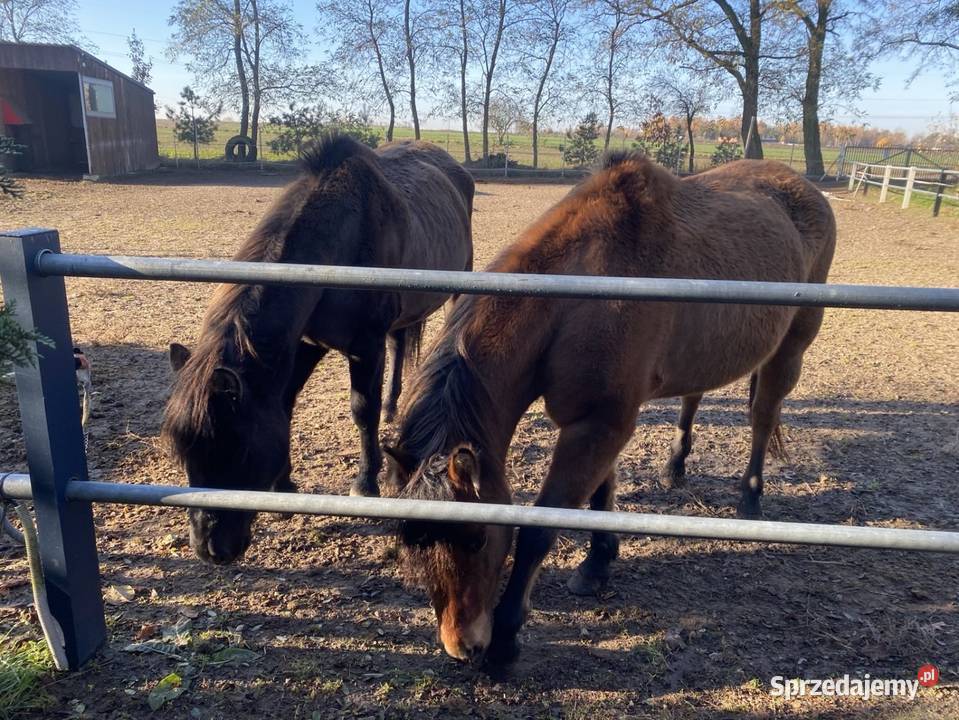 Sprzedam dwie klacze huculskie 8 i 10 lat