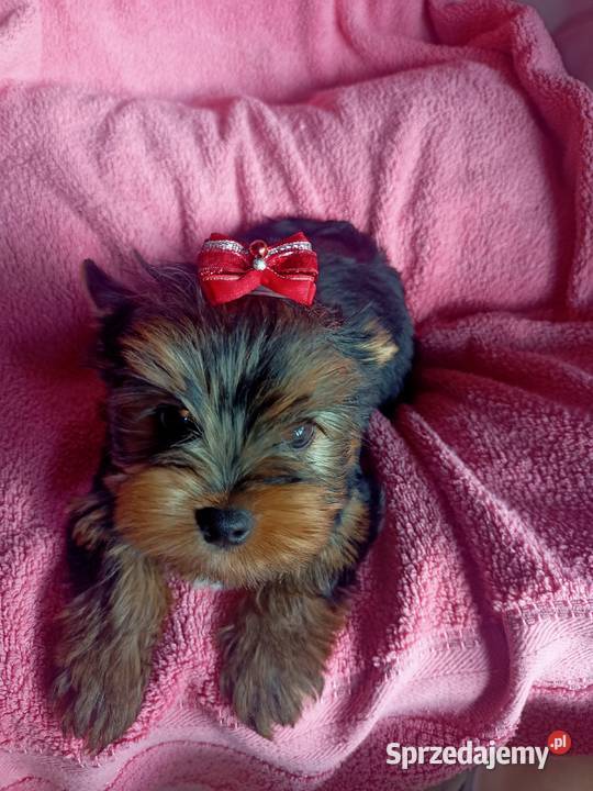 Piesek Yorkshire terrier york podkarpackie Boguchwała sprzedam