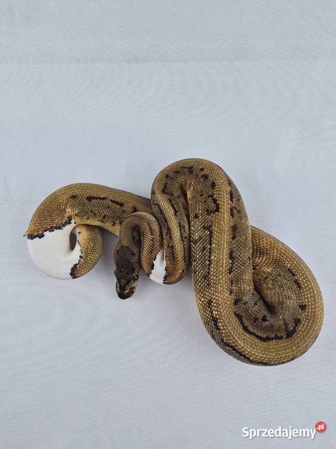 Wąż pyton królewski python regius samica Wrocław sprzedam