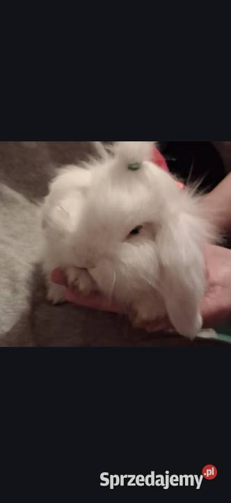 Mini lop 1 5 miesiąca mazowieckie Radzymin